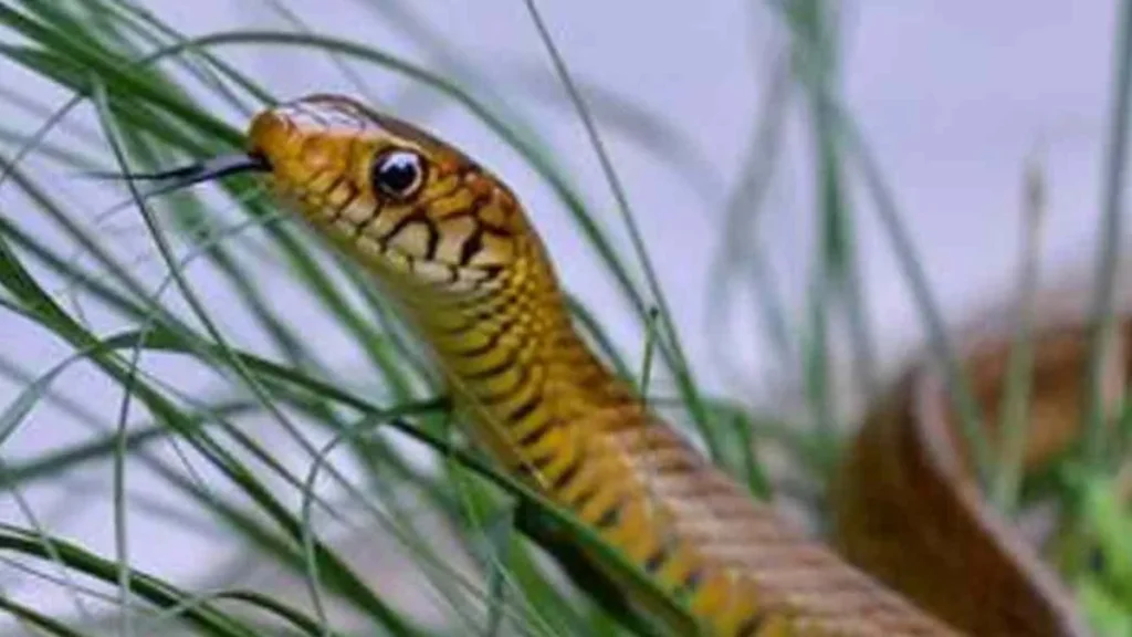 hfbfhbf-1-jpg-1774695570218_1774695457364-1200x675-1