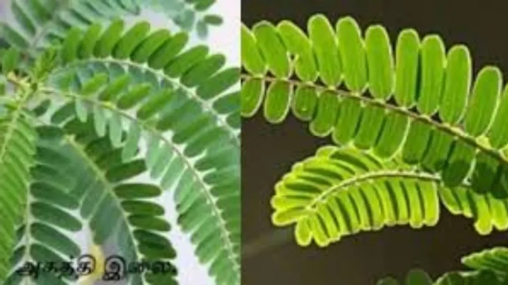 images-32-1-jpg-1774716412927_1774716295071-1200x675-1