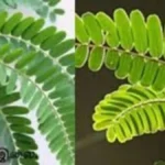 images-32-1-jpg-1774716412927_1774716295071-1200x675-1