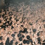 japan-2026-03-e3d9352e4fca88f3d5345cb7b28a6c4b-1200x800-1