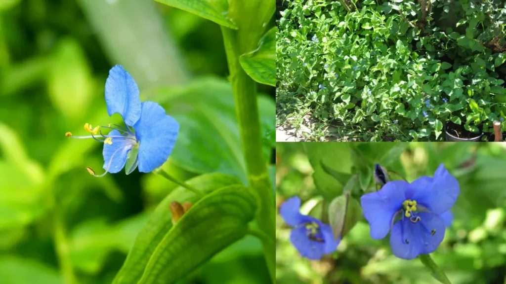 kaanavaazhaikeerai-1773668117