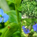 kaanavaazhaikeerai-1773668117