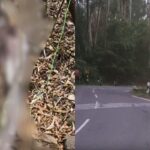 kodaikanal-2026-03-50ae2bcad07699f359ce7388a39f3150-1200x800-1