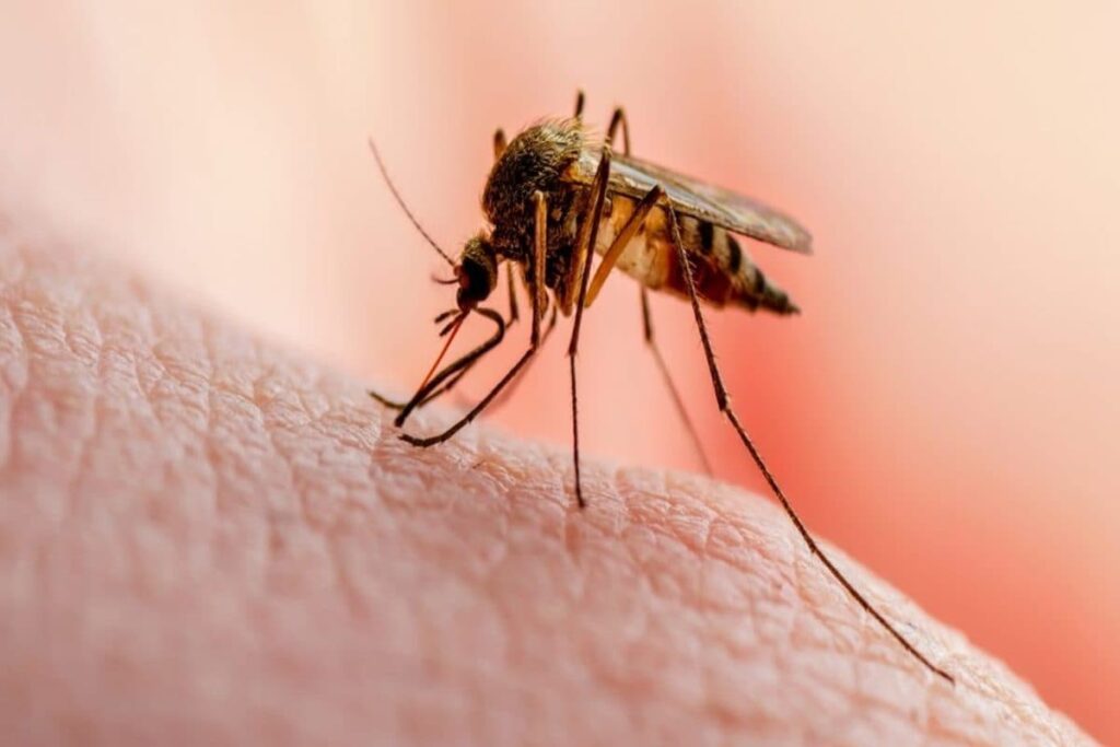 mosquito-6-2026-03-2e70e1ca4d6bdd21af2fd4d6b5f5f89a-1200x800-1