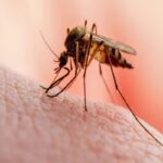 mosquito-6-2026-03-2e70e1ca4d6bdd21af2fd4d6b5f5f89a-1200x800-1