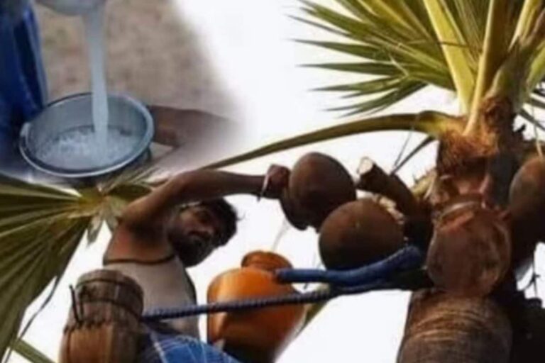 salan-raj-81-2026-03-6a3c3db03bf4060962882705c6dd3400-1200x800-1