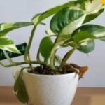 salan-raj-82-2026-03-74034c3e1e8daaff6b91341cea260eb2-1200x800-1