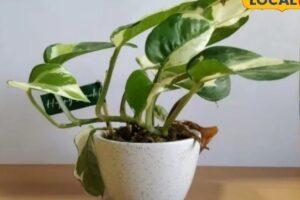 salan-raj-82-2026-03-74034c3e1e8daaff6b91341cea260eb2-1200x800-1