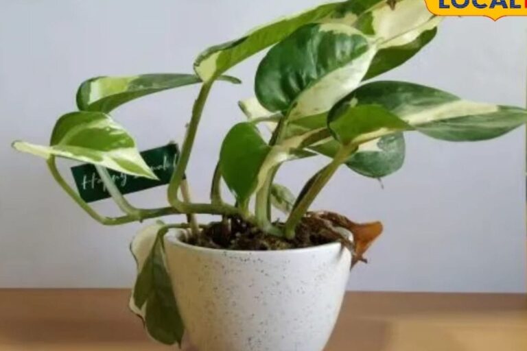 salan-raj-82-2026-03-74034c3e1e8daaff6b91341cea260eb2-1200x800-1