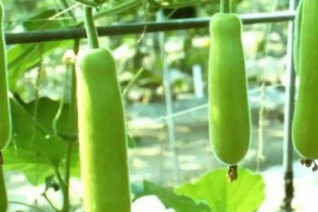 salan-raj-83-2026-03-7f817ee43a815e959079f61153f11724-1200x800-1