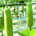 salan-raj-83-2026-03-7f817ee43a815e959079f61153f11724-1200x800-1