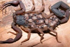 scorpion-1-2026-03-c23cbb6220c758eb5f9963ace3e0cadf-1200x800-1