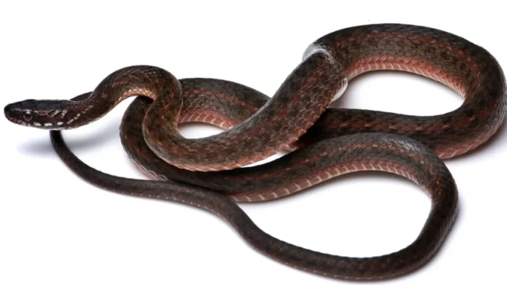 screenshot4817-1774847452