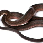 screenshot4817-1774847452