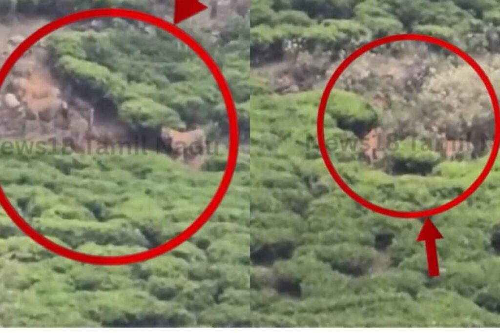 tigers-2026-03-c3175d31a1bbd835669407ad6d5fdfbf-1200x800-2