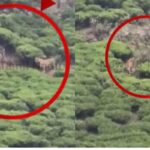 tigers-2026-03-c3175d31a1bbd835669407ad6d5fdfbf-1200x800-2