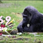 Granny-Gorilla-5-2026-04-a1e5f107df06b12bcc37ebba78b2a22d-1200x800-1