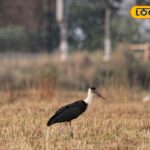 HYP_5823283_cropped_09042026_010041_img20260408wa0147_watermar_1-1200x800-1