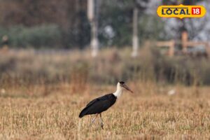 HYP_5823283_cropped_09042026_010041_img20260408wa0147_watermar_1-1200x800-1