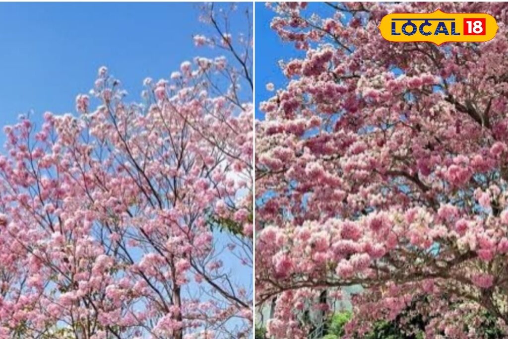 HYP_5827223_cropped_16042026_112452_inshot_20260416_112439891__2-1200x800-1