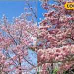 HYP_5827223_cropped_16042026_112452_inshot_20260416_112439891__2-1200x800-1