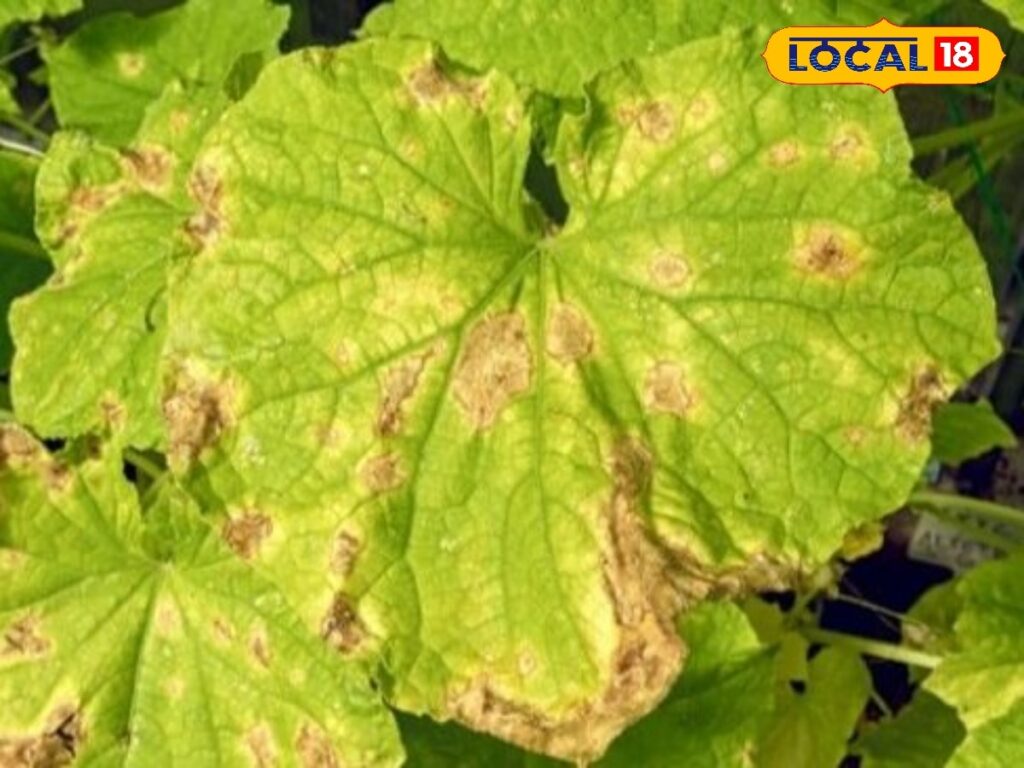 HYP_5830153_cropped_22042026_065721_image_search_1776820855740_2