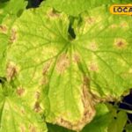 HYP_5830153_cropped_22042026_065721_image_search_1776820855740_2