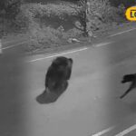 Untitled-design-2026-04-05T201912.838-2026-04-c222f74f9384d48c40e9c87d067a0b5d-1200x800-1