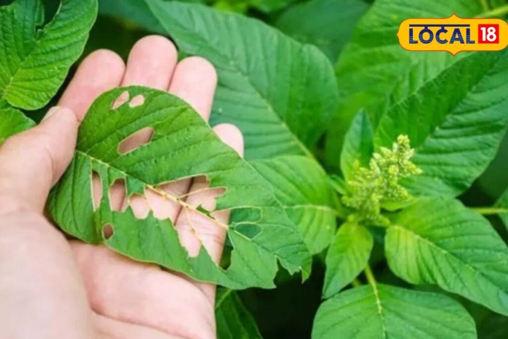 Untitled-design-2026-04-18T123506.531-2026-04-155e072ded3fed7cbc04b7e44ed3d080-1200x800-1