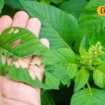 Untitled-design-2026-04-18T123506.531-2026-04-155e072ded3fed7cbc04b7e44ed3d080-1200x800-1