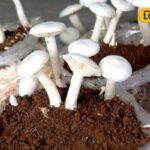 Untitled-design-2026-04-19T173628.351-2026-04-6bb4579428d18882c9f2de2396b441c3-1200x800-1