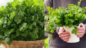 coriander-leaves-1-2026-04-01c775051c24ffee0d880885929f08b7
