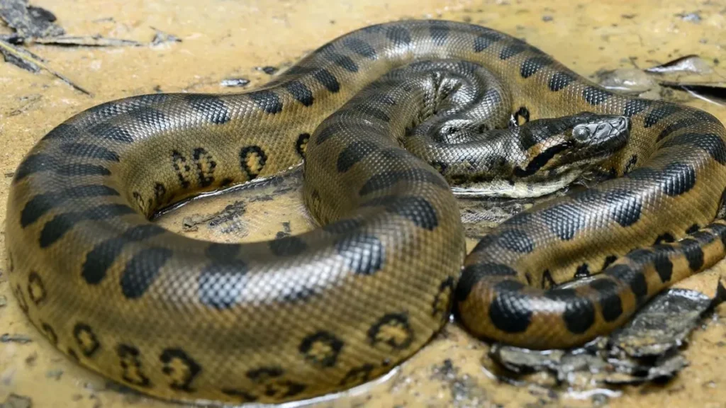 heaviestsnakeinamazonhome-1775561062