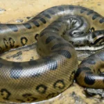 heaviestsnakeinamazonhome-1775561062