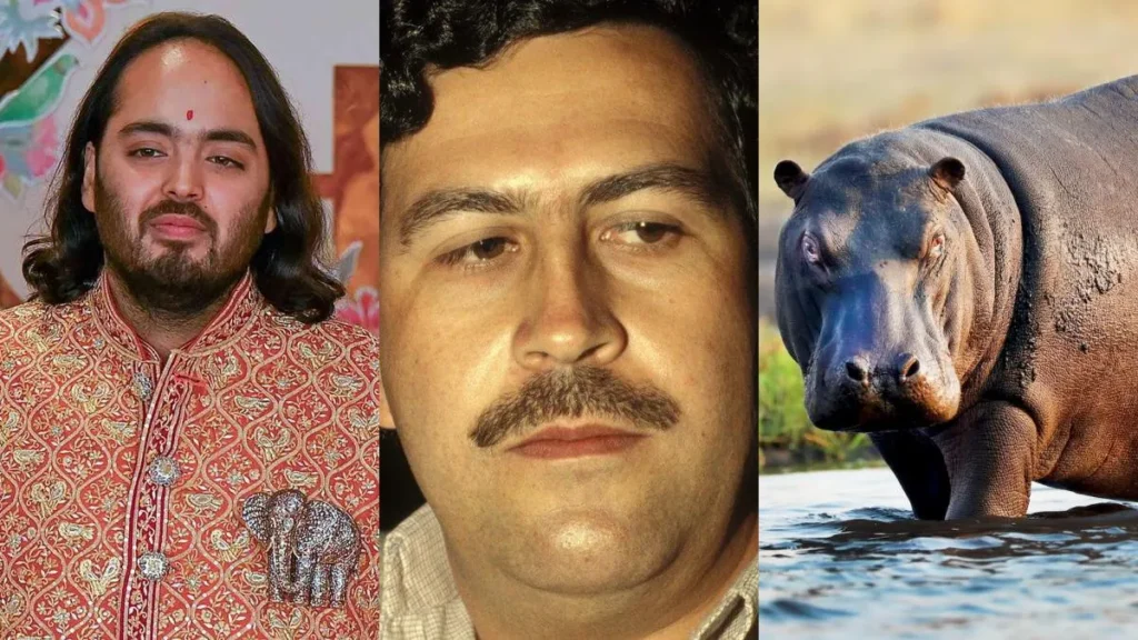 hippoanand-1777371218