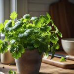 image-2026-04-3d01777eae3990e8494b618bb1d797f3-1200x800-1