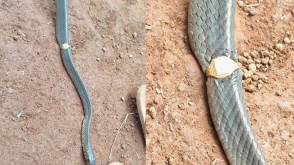 image1-2026-04-30t180930-809-1777552831