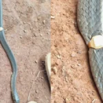 image1-2026-04-30t180930-809-1777552831