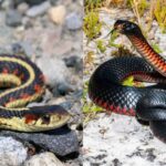 images-2026-04-21T211443.093-2026-04-90b8fde8189797e44ad939b3a4d10b58