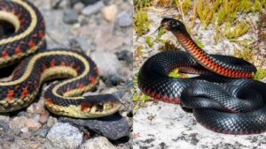 images-2026-04-21T211443.093-2026-04-90b8fde8189797e44ad939b3a4d10b58