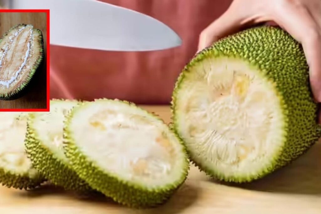 jack-fruit-1-2026-04-60a2ec92ca106a21972a7984361cbb4b-1200x800-1