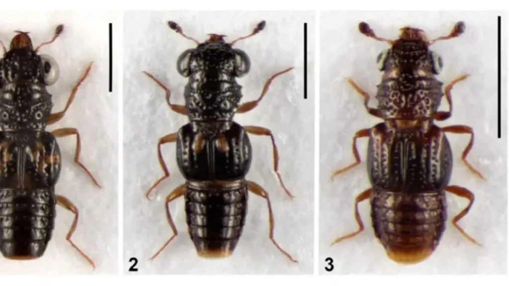 new-rove-beetle-species-discovered-from-arunachal-876x420-jpg-1775216729063_1775216611394-1200x675-1