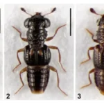 new-rove-beetle-species-discovered-from-arunachal-876x420-jpg-1775216729063_1775216611394-1200x675-1
