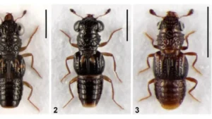 new-rove-beetle-species-discovered-from-arunachal-876x420-jpg-1775216729063_1775216611394-1200x675-1