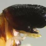 octobusfishhome-1776853020