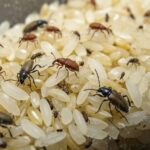 rice-2026-04-fe9faa99971b0c6bd783dbd292960414