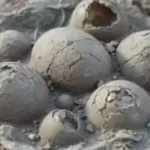 screenshot4985-1776600114