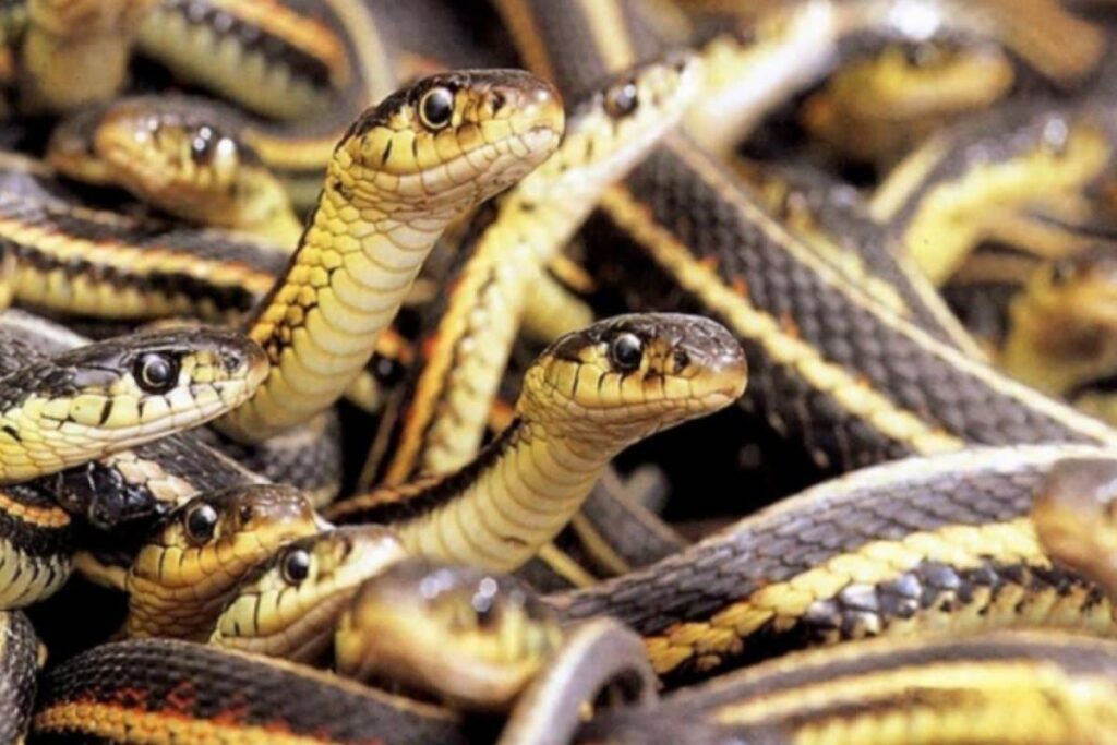 snake-2026-03-b19499fe10d6edae971a446ef7e4a836-1200x800-1