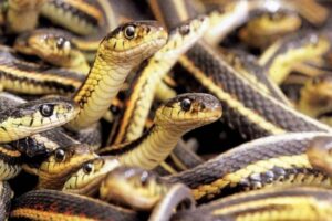 snake-2026-03-b19499fe10d6edae971a446ef7e4a836-1200x800-1