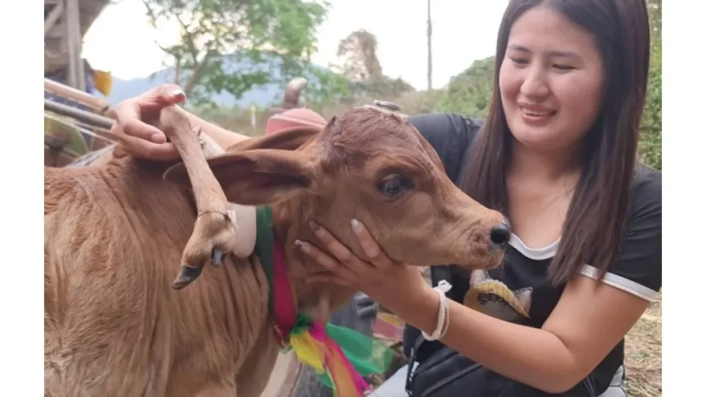 thailandcalf1-1776443077